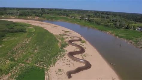 Giant Anaconda World's longest snake found in Amazon River - YouTube