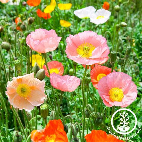 Iceland Poppy | Champagne Bubbles Mix | True Leaf Market Seed Company ...