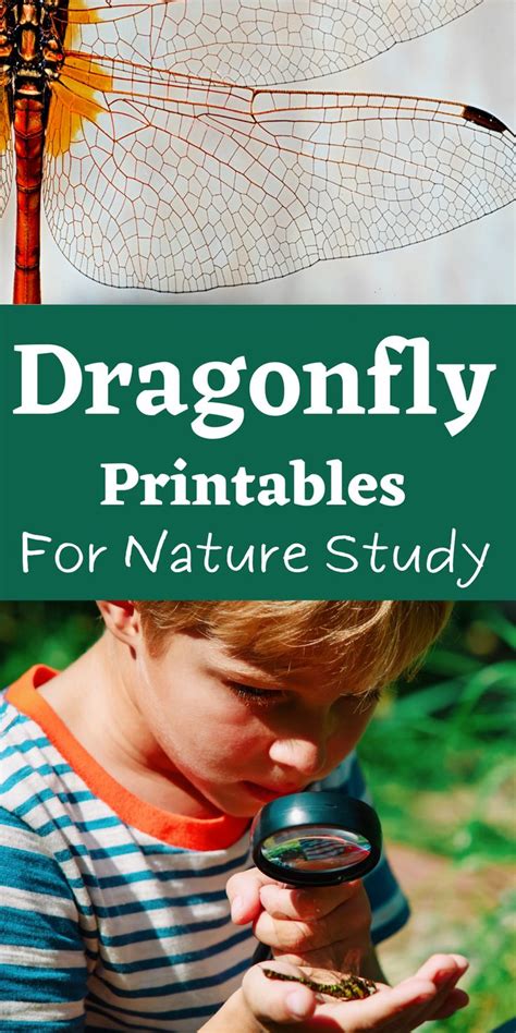 Free Nature Printables for Kids | Nature study, Homeschool nature study ...