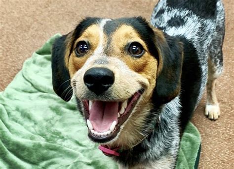 20 Beautiful Blue Heeler Mixes: The Best Cattle Dog Mixes