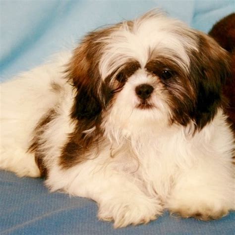 Shih Tzu Animal Shelter Free Puppies For Adoption Near Me - Pets Lovers