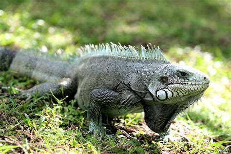 File:Gray-iguana-iguana.jpg - Wikimedia Commons