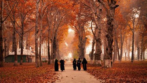 Mesmerised by the beauty of J-K in autumn, tourists defined it as ...