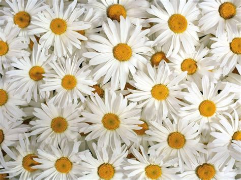 Daisy Flower Wallpapers - Wallpaper Cave