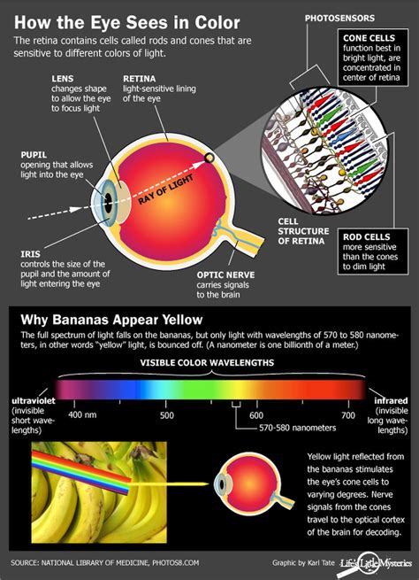 visible-light | ¿Cuál es la estructura de la luz blanca en