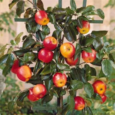 Tout savoir sur le rendement des arbres fruitiers nains