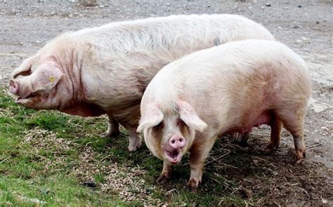 Revealed: key facts about Britain's fattest pigs Boris and Marjorie