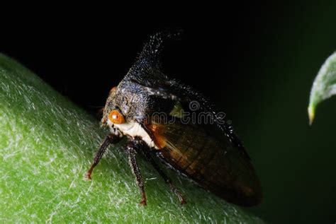 Thorn Bug stock photo. Image of blend, biology, cycle - 14364910