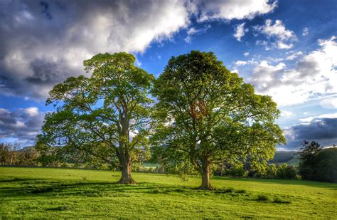 Download Cloud Tree Oak Nature Oak Tree HD Wallpaper