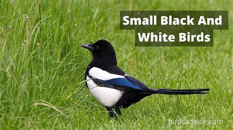 12 Small Black And White Birds (Inc. Awesome Photos) - Birds Advice