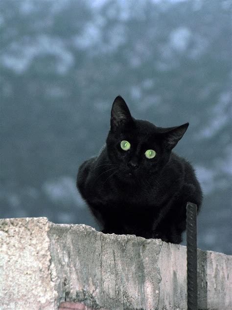 File:Black cat in at Delphi, Greece.jpg - Wikimedia Commons