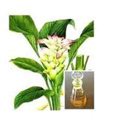 Calamus Oil, Calamus Essential Oil, Calamus Oil Manufacturer