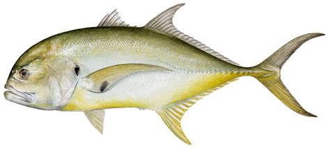 Sharkbait: Crevalle Jack