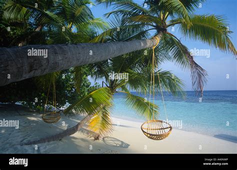 Palm Tree on beach The Maldives Stock Photo - Alamy