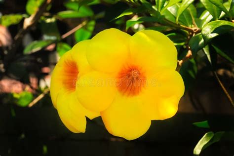 Allamanda flower stock photo. Image of yellow, blossom - 257890162