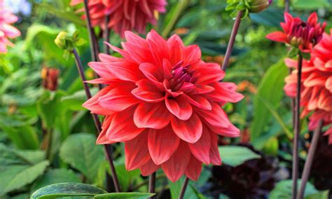 Dahlia Flower HD Wallpapers