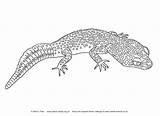 Leopard Gecko Printable Care Sheet  And Enjoyable Learning sketch template