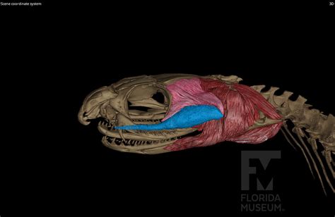 Eastern brown snake – Digital Imaging Division