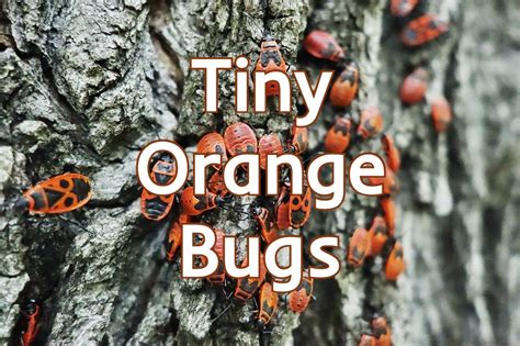 16 Tiny Orange Bugs You May Encounter (Some Can Bite)