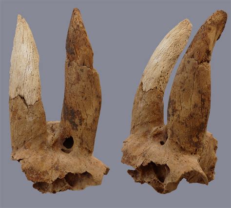 News - Modified Sheep Horns Discovered in Egypt at Hierakonpolis ...