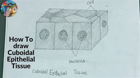 How To Draw Cuboidal Epithelial Tissue (step by step) | #how_to_draw_cuboidal_epithelial_tissue ...