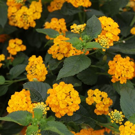 Lantana Plants For Sale | Plant Addicts