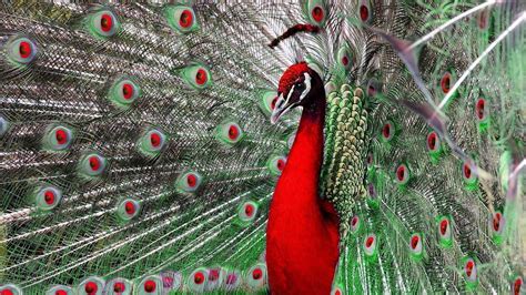 Red Peacock Wallpaper HD - Live Wallpaper HD | Majestic animals ...