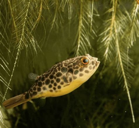 Schoutendeni puffer / Tetraodon schoutedeni – Mori Aquatics