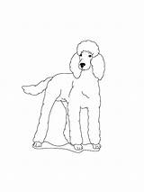 Poodle Dog Coloring Pages sketch template