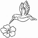 Hummingbird And A Flower coloring Page  Download Print Or Color sketch template