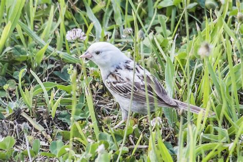 Leucistic Chipping Sparrow - FeederWatch