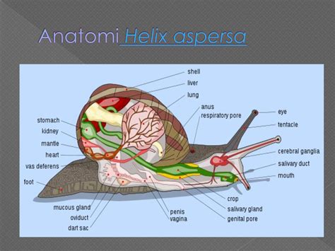 PPT - Gastropoda PowerPoint Presentation, free download - ID:3112936