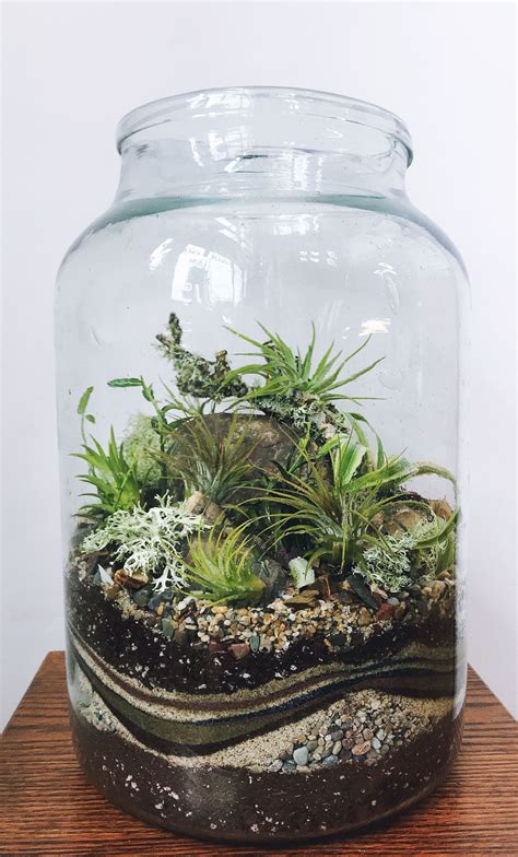 Closed terrarium open terrarium containers terrarium plants diy terrarium kit terrarium – Artofit