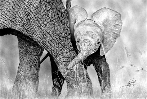Mother And Baby Elephant Drawing Drawing by James Schultz