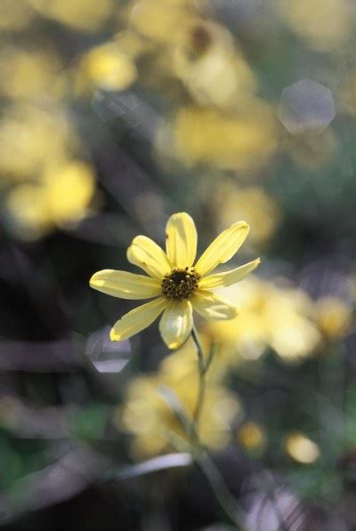 | Coreopsis Moonbeam