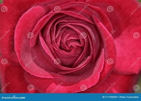 Rose bud extreme close up stock image. Image of floral - 111199299