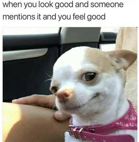 100 Chihuahua Memes That'll Make You Laugh Harder Than You Should ...