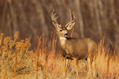 Mule Deer Buck In Tall Grass Fine Art Photo Print | Photos by Joseph C. Filer