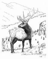 Bull Elk coloring Page  ColouringPages sketch template