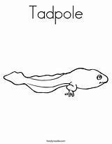 Tadpole Coloring Page  Twisty Noodle sketch template