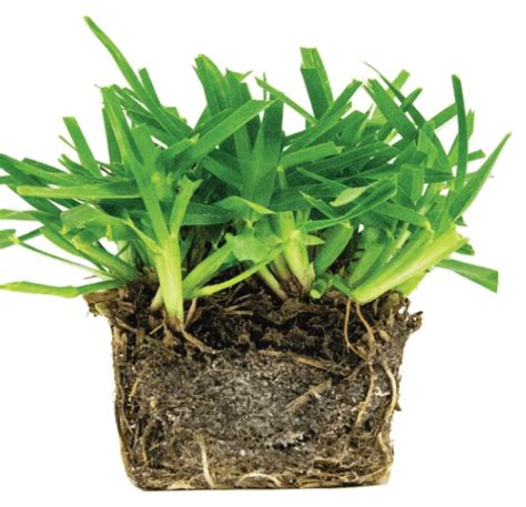 St Augustine Grass Plugs – When and How to Plant - LawnsBesty