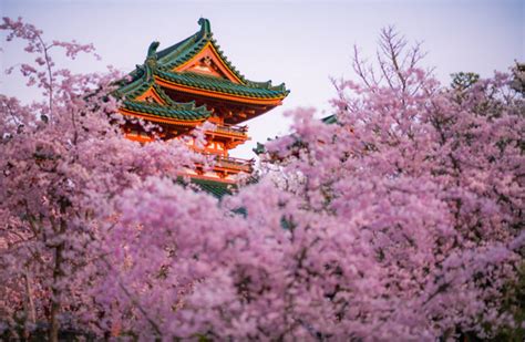 1-Day Kyoto Cherry Blossom Walking Itinerary - Travel Caffeine