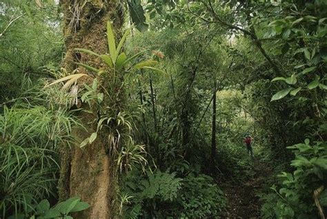 Costa Rica | Rainforest plants, Rainforest, Bromeliads