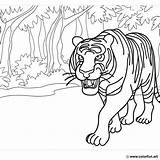 Coloring Page Of A fierce Tiger Download Or Print For Free sketch template