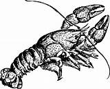 Vintage Crayfish coloring page  ColouringPages sketch template