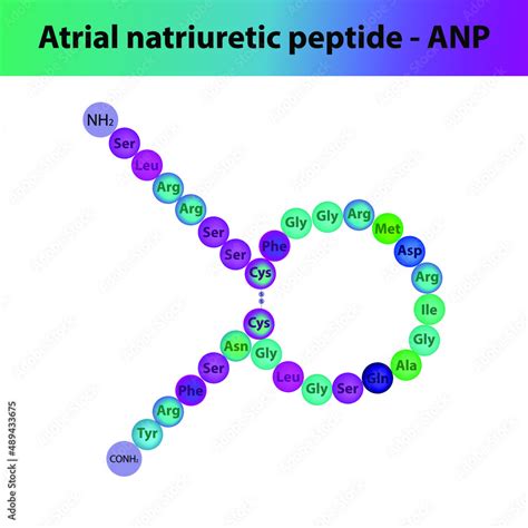 ANP Atrial natriuretic peptide hormone peptide primary structure. Biomolecule schematic amino ...