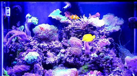 Coral Reef Aquarium 65 Gallon HD Saltwater – HousePetsCare.com