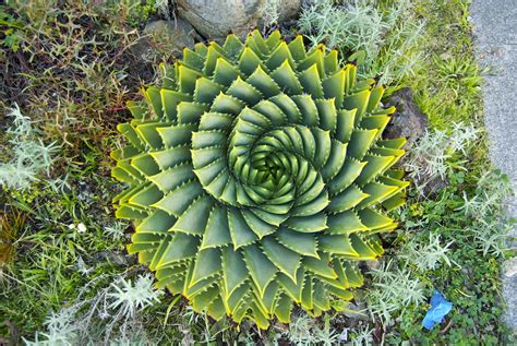 Spirals in nature | Christopher Berry | Flickr