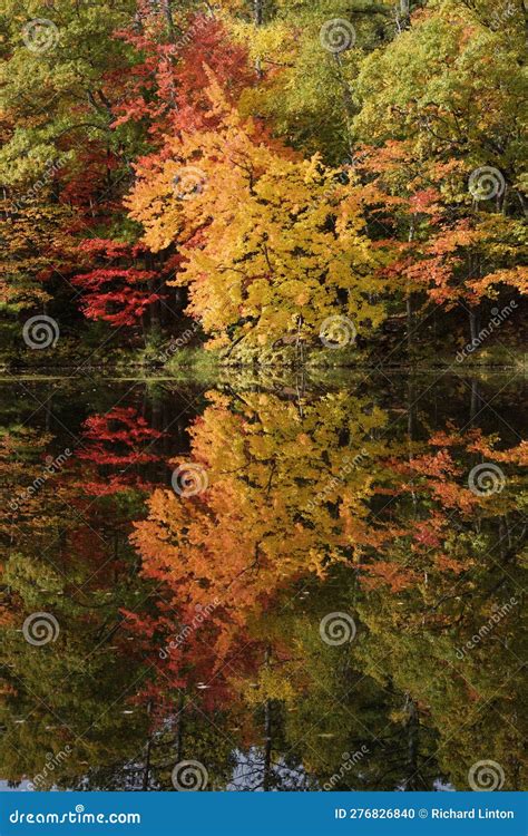 Fall Color - Three Lakes Area Stock Photo - Image of woodland, nicolet ...