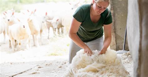 What to Do With Sheep Wool after Shearing? - RaisingSheep.net